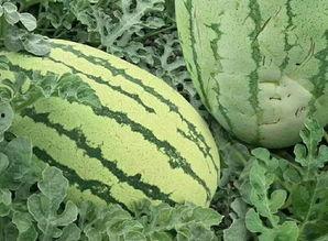 磨盘剥瓜怎么吃