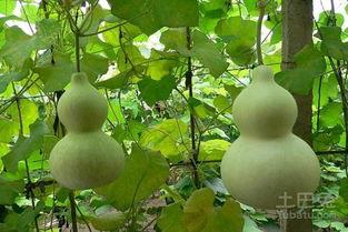 吃葫芦瓜的好处,营养丰富的健康佳品，益处多多的天然良药