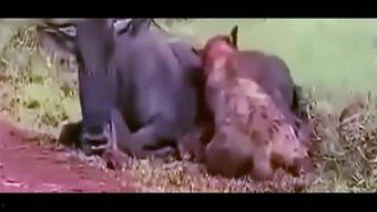 吃货吃无籽瓜视频大全,视频大全带你领略舌尖上的美味