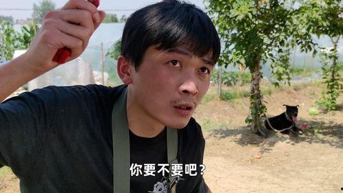 在线吃瓜是真的吃瓜吗,在线吃瓜，究竟是不是真的吃瓜？