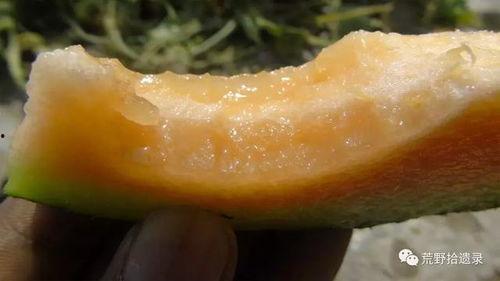 冬天伽师瓜怎么吃,暖冬美味新体验