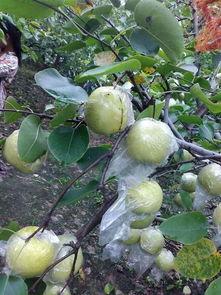 瓜梨果怎么吃,解锁夏日美味新体验